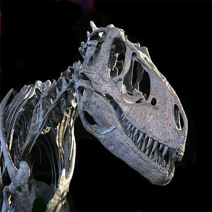 Replica Dinosaur Fossils