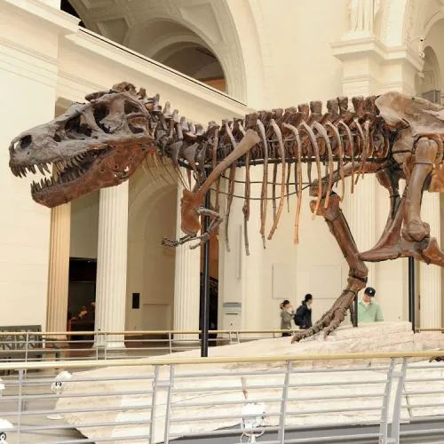 Top 10 Dinosaur Skeleton Factory in the world 2025